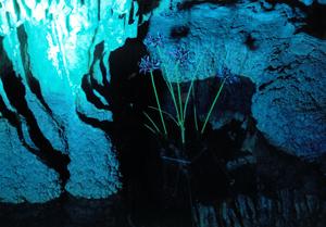 展示する写真(作品)