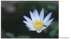 花の蜜や花粉を求めてやってきた、昆虫の写真