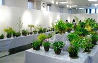 4-5春の山野草展.jpg