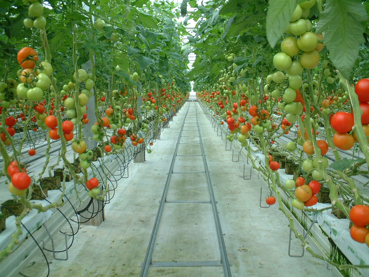 世良菜園トマト温室