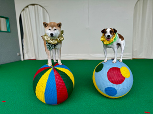 わんちゃんが玉乗りをしている写真