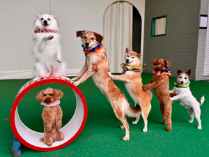 わんちゃんがタル転がしをしている写真