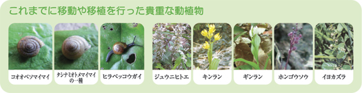 これまでに移動や移植を行った貴重な動植物 コオオベソマイマイ、タシナミオトメマイマイの一種、ヒラベッコウガイ、ジュウニヒトエ、キンラン、ギンラン、ホンゴウソウ、イヨカズラ