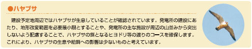ハヤブサ