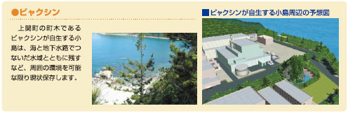 ビャクシン