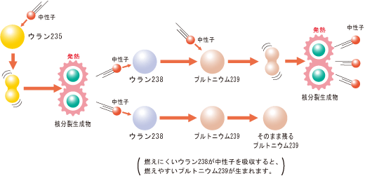 図 プルトニウムの誕生と核分裂